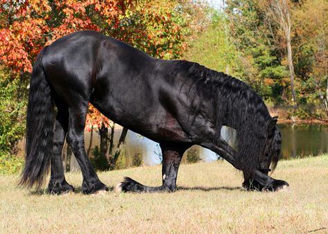 Friesian Bowing Picasa Web Albums Friesian Stallion, Animal Bows, Horse Wallpaper, Black Horses, Friesian Horse, Majestic Horse, Black Horse, Pretty Horses, Horse Pictures