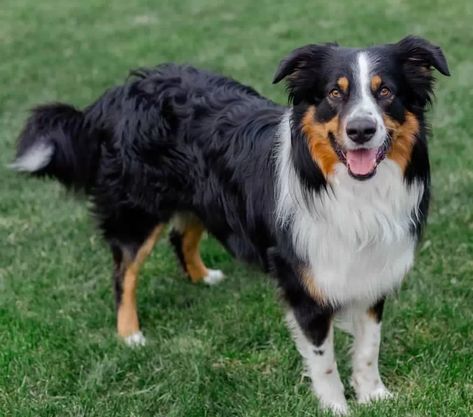 English Shepherd Dog Breed Information, Images, Characteristics, Health Smartest Dogs, Smartest Dog Breeds, English Shepherd, Dog Behaviorist, Shepherd Dog Breeds, Puppy Images, Family Dog, Border Collie Dog, Guide Dog