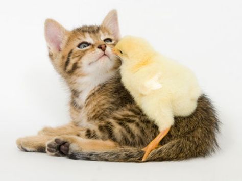 Animals In Love: 7 Super-Cute Videos Of Snuggling Animals Chick Drawing, Baby Chick, Baby Kittens, Cat Facts, Baby Puppies, Animal Stories, Baby Chicks, Cute Animal Videos, Cute Animal Drawings