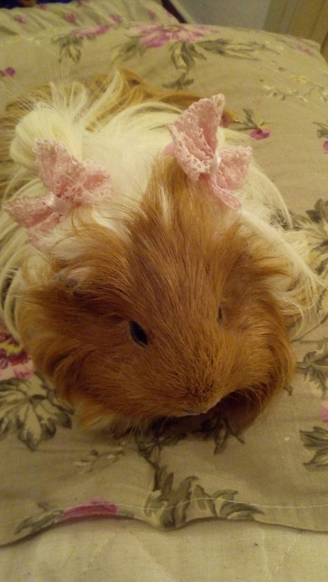 Guinea pig,cute,baby girl,princess Gunia Pigs, Pig Cute, Test Subject, Pigs Eating, Pig Girl, Cute Guinea Pigs, Strawberry Plants, Pretty Animals