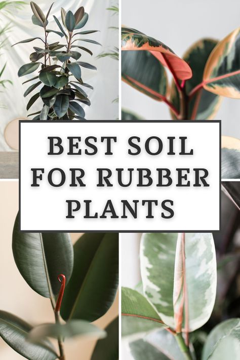 best-soil-for-rubber-plant Rubber Plant Care, Soil Mixture, Rubber Tree Plant, Commercial Greenhouse, Orchid Bark, Health And Fitness Magazine, Rubber Plant, Low Light Plants, Rubber Tree