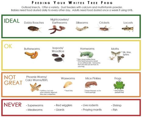 Whites Tree Frog Enclosure Ideas, Whites Tree Frog Care, Whites Tree Frog Terrarium Ideas, White Tree Frog Care, Whites Tree Frog Safe Plants, Whites Tree Frog Enclosure, Australian White Tree Frog Enclosure, Whites Tree Frog Vivarium, Whites Tree Frog Terrarium