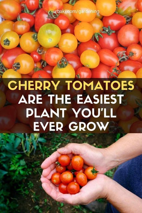 How To Plant Cherry Tomatoes, How To Grow Cherry Tomatoes In A Pot, Cherry Tomato Plants In Pots, Grow Cherry Tomatoes, Cherry Tomato Garden, How To Grow Cherry Tomatoes, Planting Cherry Tomatoes, Growing Cherry Tomatoes In Pots, Cherry Tomato Plant Care