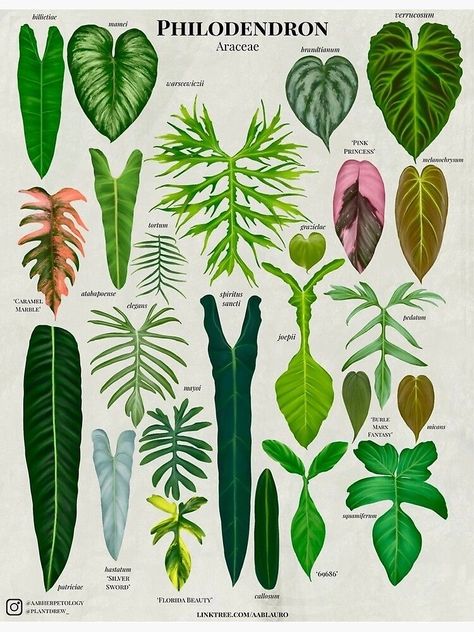 Plant Leaf Identification, Philodendron Varieties, Leaf Identification, Philodendron Plant, Plant Care Houseplant, Plant Book, Plant Guide, Plant Decor Indoor, Plant Identification