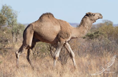 Dromedary (Camelus dromedarius) | Dromedary (Camelus dromeda… | Flickr Dromedary Camel, Camel Riding, Bactrian Camel, Mama Africa, Riding School, Desert Animals, Animal Reference, Unusual Animals, Wildlife Photos