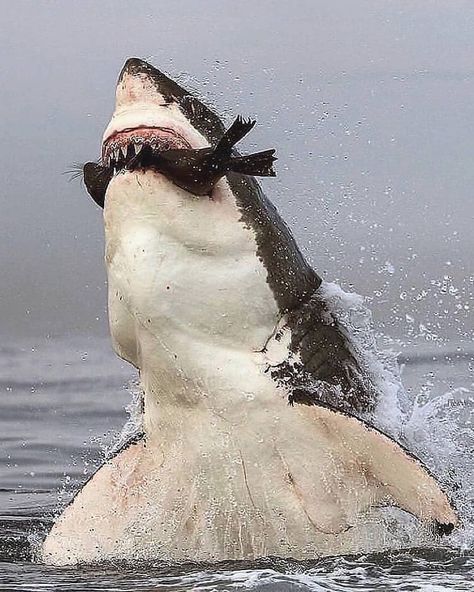 Animal Content on Instagram: “🔎: Great White Shark Follow @animaluniverse.co for daily animal content! 🌍 ➡️ @animaluniverse.co ➡️ @animaluniverse.co ➡️…” Shark Photos, Shark Pictures, Wild Kingdom, Tiger Shark, Scuba Dive, Shark Fishing, Whale Art, Apex Predator, 다크 판타지