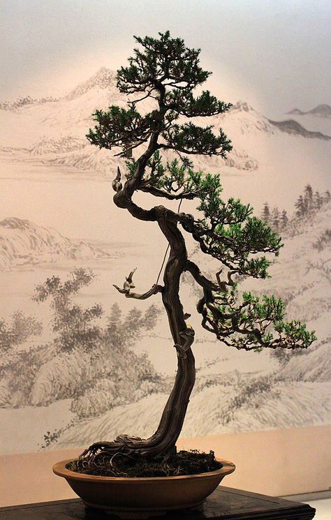 Bonsai Plant Photography Aesthetic, Bonsai Indoor, Prunus Mume, Bonsai Tree Types, Pine Bonsai, Bonsai Tree Care, Indoor Bonsai Tree, Bonsai Styles, Japanese Bonsai