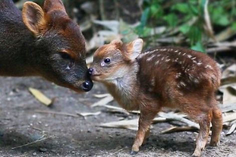 Types Of Deer, Types Of Penguins, Animal Facts Interesting, Water Deer, Deer Species, Emotional Support Dog, Pet Ideas, Deer Stand, African Grey Parrot