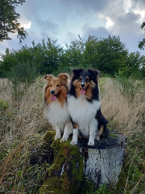 Mini Collie, Friendly Dogs, Sheep Dogs, Sheltie Dogs, Sheep Dog, Dog Aesthetic, Lovely Animals, Adorable Dogs, Shetland Sheepdog