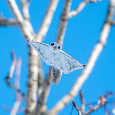 Japanese Flying Squirrel, Tattoo Nature, Bbc Earth, Flying Squirrel, Forest Creatures, Wildlife Nature, Animal Sketches, Ocean Creatures, A Plane