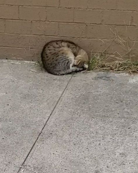 Cat is So Happy When Woman Comes Back to Rescue Him After Life on the Street - Love Meow Cat Tabby, Feral Cat, Fuzzy Blanket, Foster Family, Homeless Shelter, Cat Ideas, Rescue Team, City Night, Foster Home