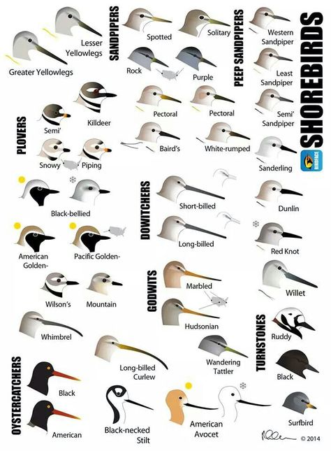 Shorebirds Animal Plates, Shore Birds, Bird Template, Bird Identification, Water Birds, Shorebirds, Bird Watcher, Bird Silhouette, Nature Birds