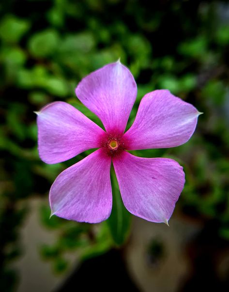 selective focus photography of 5-petaled flower photo – Free Flower Image on Unsplash Periwinkle Flower, Periwinkle Flowers, Macro Photography Flowers, Indoor Flowering Plants, Virtual Flowers, Flower Close Up, Pink Rose Flower, Close Up Photography, Holding Flowers