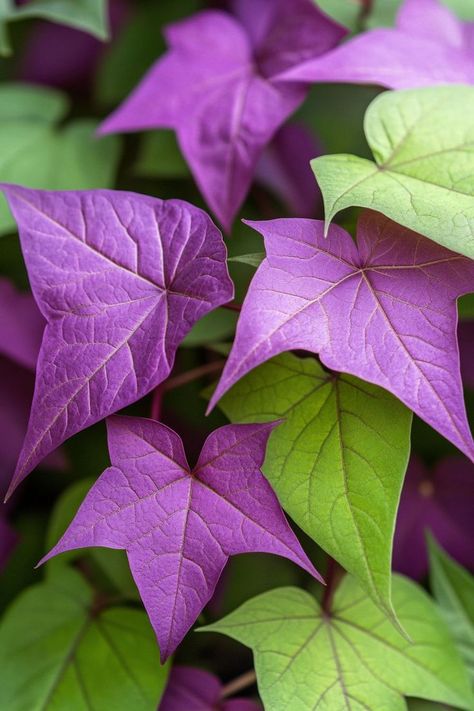 "Sweet Potato Vine (Ipomoea batatas) is a vibrant and versatile plant that adds a splash of color to any garden or container! 🌿🌸 With its lush, trailing vines and striking foliage in shades of green, purple, and bronze, this plant is perfect for adding texture and depth to hanging baskets, garden beds, or as ground cover. Easy to grow and care for, Sweet Potato Vine thrives in both sun and shade.🌱✨ #SweetPotatoVine #ColorfulFoliage #ContainerGardening #GardenDecor" Sweet Potato Vine, Ground Cover, Hanging Baskets, Garden Beds, Container Gardening, Shades Of Green, Sweet Potato, Color Splash, To Grow