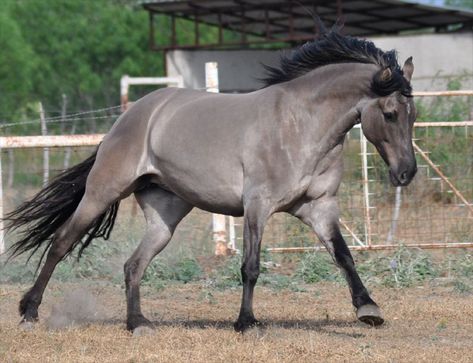 Kiger Mustang, Grulla Horse, Gray Horse, Horse Markings, Horse Running, Horse Facts, Texas Ranch, Horse Inspiration, Mustang Horse