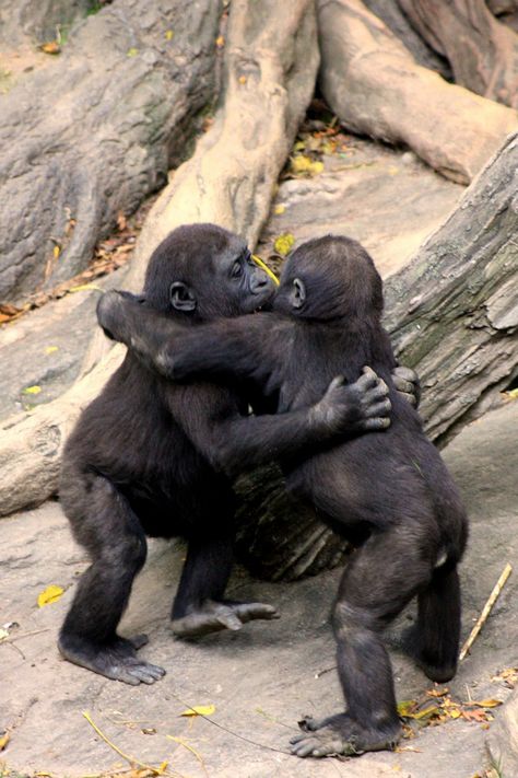 Power Of Hugs, Animal Hugs, African Skies, David Attenborough, Mountain Gorilla, Great Ape, Monkeys Funny, Baby Monkey, Nobel Prize