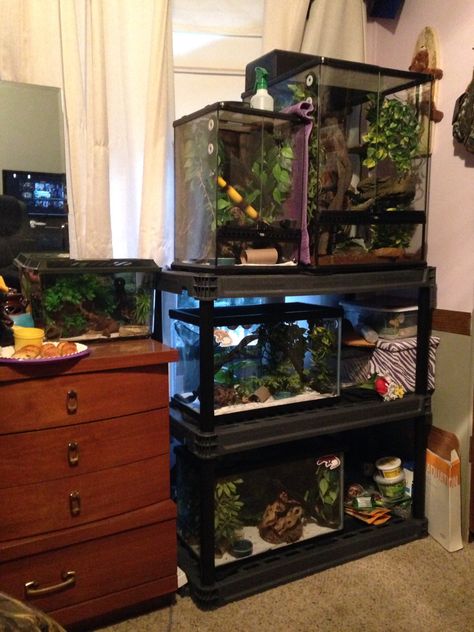 Animal Set Up Ideas, Lizard Set Up, Lizard Tank Set Up, Reptile Bedroom, Reptile Room Aesthetic, Snake Room, Crested Gecko Habitat, Reptile Rack, Lizard Cage