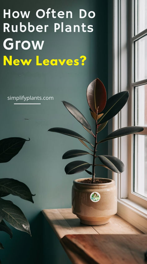 "Rubber plant growth, Rubber plant care, Rubber plant maintenance, Rubber 
plant leaf growth, Rubber plant leaf care, Rubber plant leaf maintenance, 
Rubber plant leaf development, Rubber plant leaf cycle, Rubber plant leaf 
shedding, Rubber plant leaf renewal." Rubber Plant Indoor Decor, Plant Indoor Decor, Rubber Plant Indoor, Rubber Plant Care, Ficus Elastica, Plant Problems, Rubber Plant, Rubber Tree, Houseplants Indoor