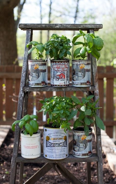 Wow!  This is a clever idea.  Instead of throwing away coffee cans, you can always use it as a flower pot!  It gives your garden a nice and pretty design and also lets you save money!  One of my favorite gardening ideas. Balcony Herb Gardens, Recycled Tin Cans, Old Ladder, Upcycle Garden, Recycled Tin, Recycled Garden, Herb Planters, Wooden Ladder, Flowers Wallpaper