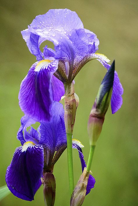 _MAB6543 | MIGANBU | Flickr Iris Tattoo, Decoupage Glass, Some Pictures, Horticulture, Blue Flowers, Decoupage, Art Drawings, Drawings, Glass