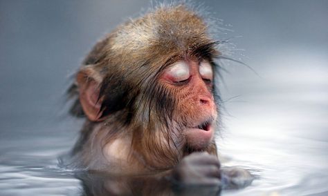 Pinned by driftersblog.com | The Japanese snow monkey's expression turns to one of bliss as he submerges into the hot spring Japanese Snow, Snow Monkey, A Monkey, Swimming, Water