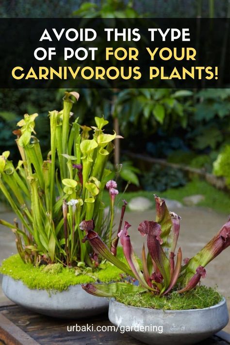 Indoor Carnivorous Plants, Bog Garden Ideas Carnivorous Plants, Bog Gardens, Carnivore Plants, Carnivorous Plants Terrarium, Plants Terrarium, Bog Garden, Venus Flytrap, Diy Bowl