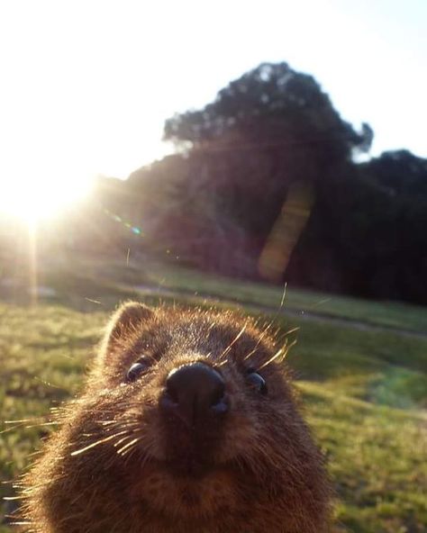 Quokkas Cute, Quokka Wallpaper, Quokka Cute, Quokka Selfie, Cute Animal Pfp, Quokka Animal, Cute Quokka, Happiest Animal, Funny Animal Pics