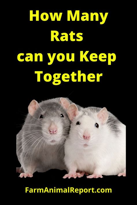 Undoubtedly, rats are interactive, intelligent, and highly sociable animals. However, when housing them as a pet, what’s the ideal number of rats you should keep in your home?rats | rats cute | rats get rid of | rats aesthetic | rats drawing | rats as pets | ratsasan | rats aesthetic grunge | Rug Rats | Rat Rod Bikes | Wheeky Pets | Fun & innovative products for guinea pigs, rabbits, hedgehogs, hamsters, rats & more | Aesthetic Rats, Grunge Rug, Rats Aesthetic, Rats Drawing, Rats Cute, Get Rid Of Rats, Rug Rats, Getting Rid Of Rats, Animal Report