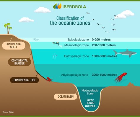 Abyssal Creatures, Abyss Aesthetic, Marine Biology Jobs, Biology Jobs, Octopus Species, Challenger Deep, Ocean Exploration, Ocean Trench, Continental Shelf