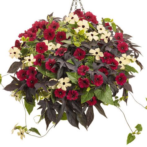 Proven Winners Hanging Baskets, Thunbergia Alata, Black Eyed Susan Vine, Sweet Potato Vine, Cherry Coke, Container Garden Design, Potato Vines, Garden Basket, Plants For Hanging Baskets