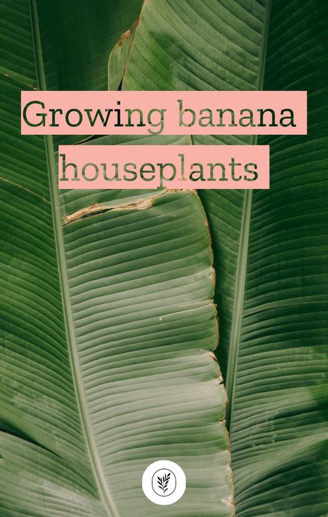 Grow your own indoor banana plant and enjoy the beauty, freshness, and nutrition it brings! Learn all the tips and tricks for success with this joyful gardening adventure. Banana Plant Fertilizer, Indoor Banana Tree, Banana Fertilizer How To Make, Banana Peel Fertilizer For Indoor Plants, How To Care For A Banana Plant, Fruit Garden Landscape, Banana Peals For Plants, Banana Plant Care, Insecticidal Soap