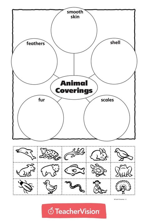 With this animal coverings printable cut and paste activity, students paste pictures of animals to their corresponding outer covering: fur, scales, shells, feathers, or smooth skin. #cutandpasteworksheets Animal Coverings Kindergarten, Animal Coverings Activities, Animal Coverings, Nursery Worksheets, Skin Craft, Biology Worksheet, August Challenge, Kindergarten Projects, Scale Skin