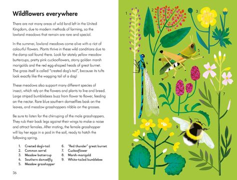 What to Look For in Summer (A Ladybird Book): Amazon.co.uk: Jenner, Elizabeth, Durley, Natasha: Books Natasha Durley, Kids Book Cover, Collage Flowers, University Of Warwick, Garden Kids, Data Visualisation, Summer Storm, Ladybird Books, Kids Book