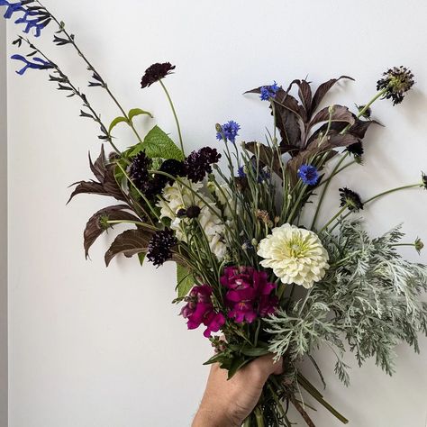 Raise your hand if you love a moody bouquet 🙋‍♀️🙋‍♀️🙋‍♀️ I love the dark, dark velvet purple of the Black Knight Scabiosa. Moody Bouquet, The Black Knight, Velvet Purple, Raise Your Hand If, Black Knight, Raise Your Hand, Blackest Knight, Flower Farm, If You Love