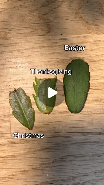 Thanksgiving Cactus Care, Indoor Cactus Plants, Thanksgiving Cactus, Indoor Cactus, Easter Cactus, Holiday Cactus, Cactus Care, Christmas Cactus, Green Plants