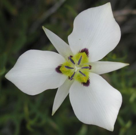 Sego Lily, Flower Sleeve, Lily Tattoo, Plant Identification, Australian Artists, Plant Design, Photo Location, Flower Images, Leg Tattoos