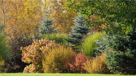 Anatomy Lesson: Lush Border for Colder Zones Tree And Shrub Border, Diablo Ninebark, Shrub Border, Shrubs For Borders, Limelight Hydrangeas, Landscaping Around Trees, Tree Borders, Landscape Borders, Limelight Hydrangea