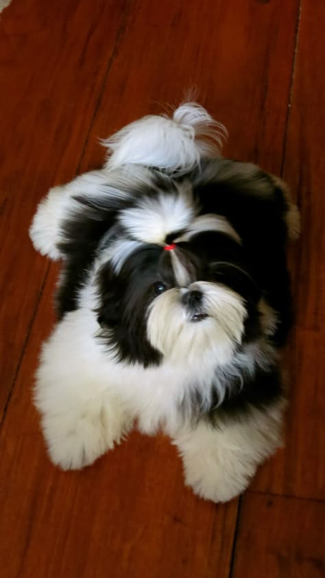 #shih tzu - bertha jr Shih Tzu Rescue, Tattoos Dog, Perro Shih Tzu, Chien Shih Tzu, Shitzu Dogs, Shitzu Puppies, Lion Dog, Black And White Dog, Shih Tzu Puppy