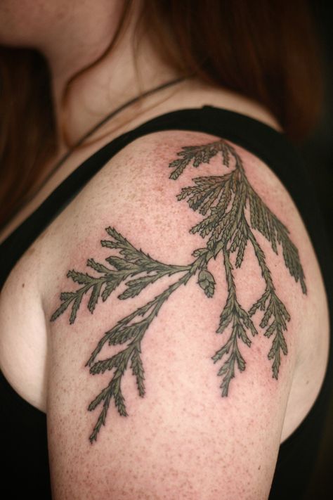 cedar sprig by alice carrier at wonderland tattoo in portland, oregon  http://alicecarrier.tumblr.com Cedar Branch Tattoo, Treebeard Tattoo, Cedar Tattoo, Cedar Tree Tattoo, Winter Botanicals, Maple Tree Tattoos, Tattoo Planning, Cedar Branch, Oregon Tattoo