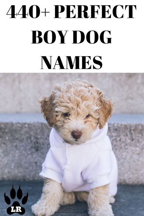 Male Dogs Names Unique, Cute Puppy Things, Puppy Names Boy Unique, Small Dog Names Boys, Best Dog Names Boys, Funny Dog Names Boy, Names For Dogs Boys, Unique Puppy Names Male, Cute Unique Dog Names