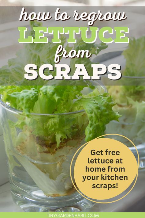 Regrow romaine lettuce in water—it's easy! This guide shows how to regrow lettuce in water for a continuous supply, from the comfort of your own home. Find out more in this article! Regrowing Lettuce In Water, Grow Romaine Lettuce Scrap, Growing Lettuce From Scraps, How To Grow Lettuce From Scraps, Planting Lettuce From Scraps, How To Regrow Lettuce, Regrow Lettuce, Romaine Lettuce Growing, How To Grow Lettuce