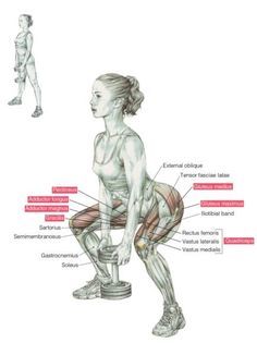 Goblet Squats are an awesome exercise for beginners to strength training.   They work the glutes, quads and hamstrings!  #gobletsquats #fitness Dumbbell Sumo Squat, Gluteus Exercise, Squat Muscles Worked, Gym Anatomy, Squats Muscles Worked, Strength Training Anatomy, Exercise For Beginners, Anatomy Chart, Quads And Hamstrings