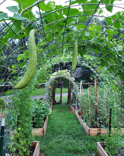 Tire Recycle Ideas Gardens, Garden Boxes With Trellis, Garden Entrance Design, Backyard Trellis, Garden Barrier, Garden Trellis Designs, Garden Trellis Ideas, Lots Of Plants, Diy Garden Trellis