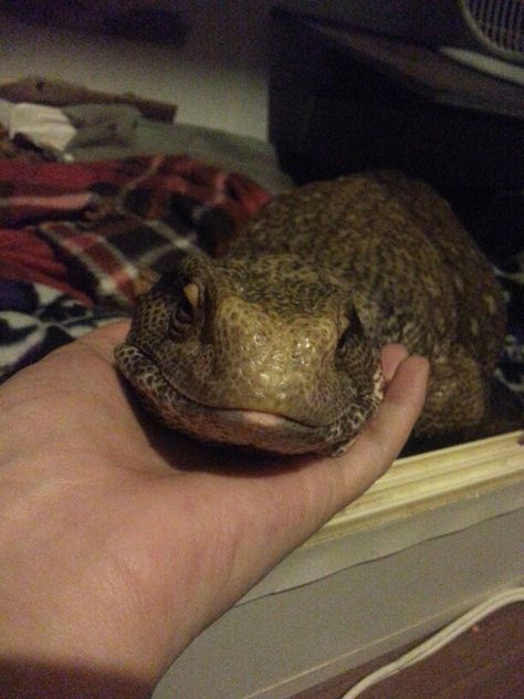 He loves his cuddles.. Marley the Savannah Monitor Eastern Bearded Dragon, Savannah Monitor, Bearded Dragon Care, Just Hold Me, Reptile Room, Monitor Lizard, Cute Reptiles, Crested Gecko, Pet Blog