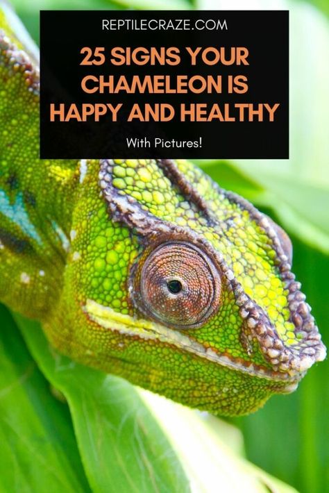 Veiled Chameleon Care, Panther Chameleon Enclosure, Chameleon Facts, Iguana Care, Chameleon Enclosure, Chameleon Care, Chameleon Cage, Jackson Chameleon, Veiled Chameleon