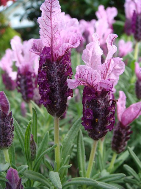 Lavender Lavender Cottage, Flowers Lavender, Lovely Lavender, French Lavender, Gardens Flowers, Pretty Purple, Lavender Blue, All Things Purple, Lavender Fields