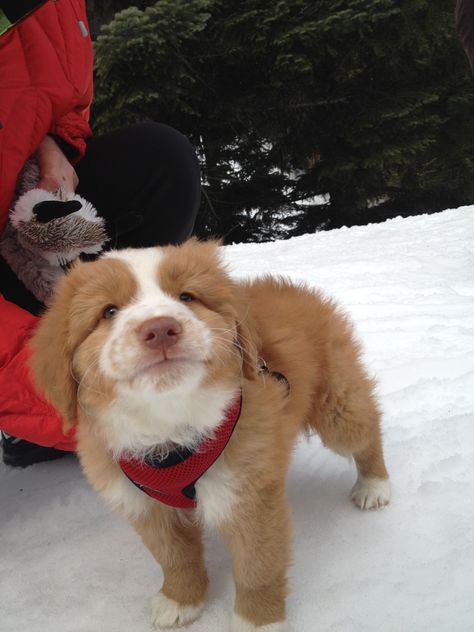 Regard Animal, Nova Scotia Duck Tolling Retriever, Retriever Puppy, Cute Dogs And Puppies, Cute Creatures, Baby Dogs, Cute Little Animals, Nova Scotia, 귀여운 동물