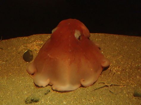 Flap Jack Octopus, Flapjack Octopus, Marine Life Photography, Flap Jack, Octopus, Google Search, Quick Saves