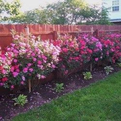 Amazing rose garden ideas in this year 06 Mini Backyard, Roses Garden Care, Tiny Backyard, Landscaping Along Fence, Rose Garden Landscape, Cottage Backyard, Landscaping With Roses, Simple Backyard, Garden Fruit