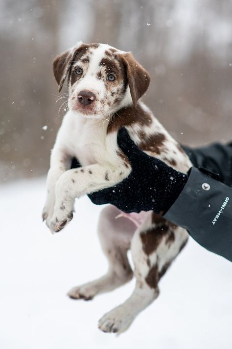 Download free HD stock image of Dog Nature Catahoula Leopard Dog Puppy, American Leopard Hound, Redbone Coonhound, Catahoula Leopard, Catahoula Leopard Dog, Leopard Dog, Dog List, Dog Facts, Lazy Dog